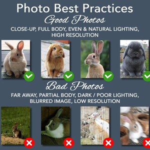 May include: A guide to taking good photos of rabbits. The top row shows four examples of good photos: close-up, full body, even lighting, and high resolution. The bottom row shows four examples of bad photos: far away, partial body, dark or poor lighting, blurred image, and low resolution.