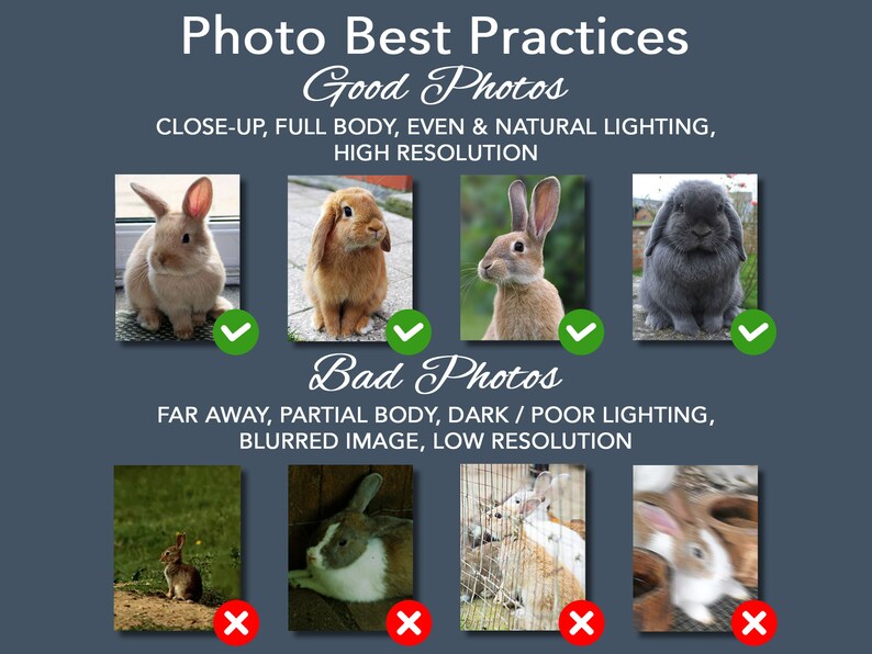 May include: A guide to taking good photos of rabbits. The top row shows four examples of good photos: close-up, full body, even lighting, and high resolution. The bottom row shows four examples of bad photos: far away, partial body, dark or poor lighting, blurred image, and low resolution.