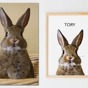 May include: A brown rabbit with long ears and a white patch on its chest, looking directly at the camera. The rabbit is in a wicker basket. The image is a print with the name "TORY" printed above the rabbit.