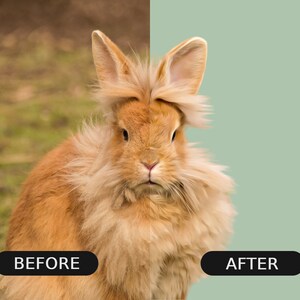 May include: A fluffy, orange rabbit with long ears sits in a grassy field. The rabbit has a soft, white undercoat and a light brown coat. The rabbit is looking directly at the camera.