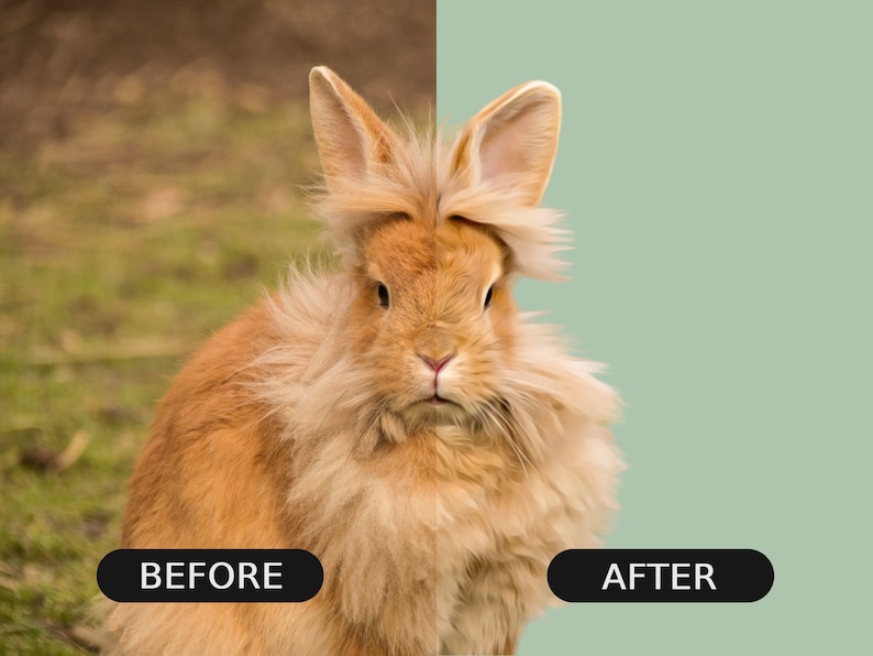 May include: A fluffy, orange rabbit with long ears sits in a grassy field. The rabbit has a soft, white undercoat and a light brown coat. The rabbit is looking directly at the camera.