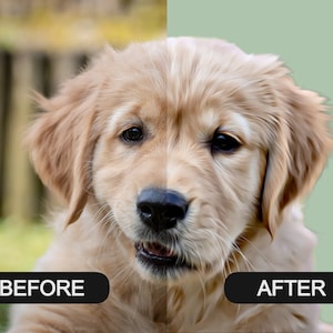 May include: A side-by-side comparison of a golden retriever puppy before and after a photo editing process. The before image shows the puppy in a blurry green background, while the after image shows the puppy against a solid green background.