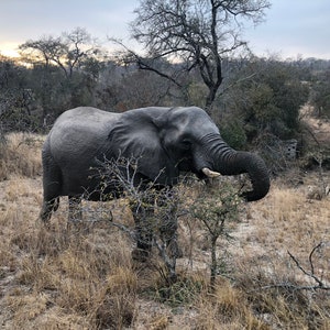 Safari Elephant