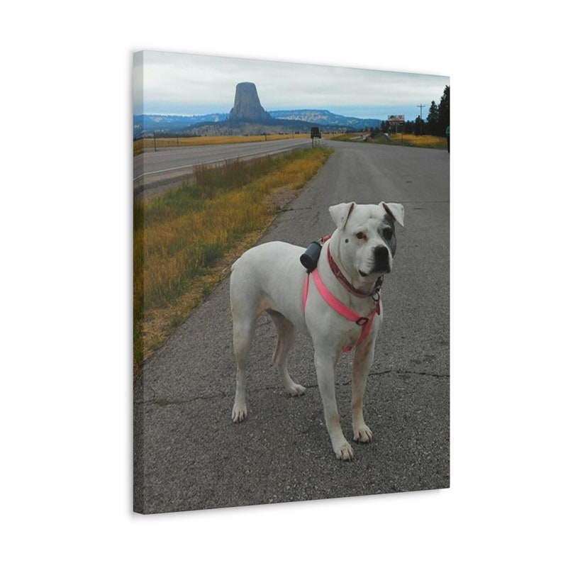 canvas price canvas price
