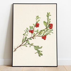 Winter Berry Botanical Drawing - Vintage Printable Art - Instant Digital Download Print Artwork Painting - Plants Farmhouse Decor - 7816