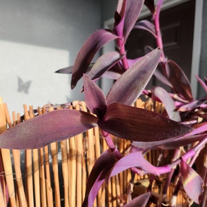 Purple Heartwort - at least 1 inch root (Mother Plant Shown)
