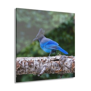 Steller&#39;s Jay - Bird Photography - Acrylic Prints (French Cleat Hanging) - wildlife