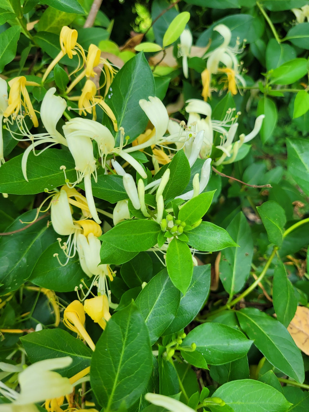 15 Japanese Honeysuckle Cuttings. Etsy