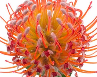 Live Naomi Protea Plant: Orange-Pink Bloom, Drought Tolerant (1 Gallon)