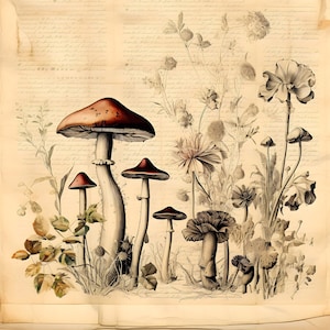 Modern Fungi Botanical Sketch on Parchment Digital Download