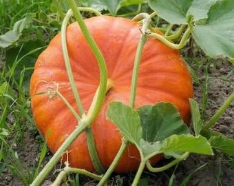 Cinderella Pumpkin Seeds