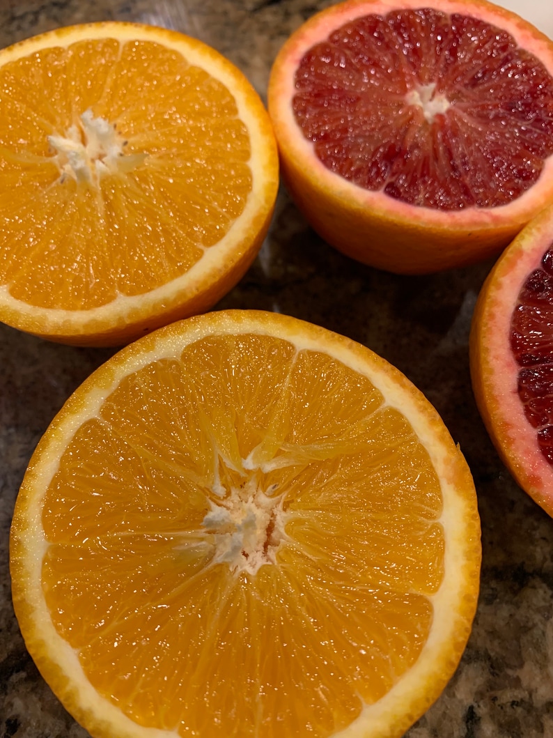 Orange Cuttings Navel Orange Cara Cara Orange Blood Orange Etsy