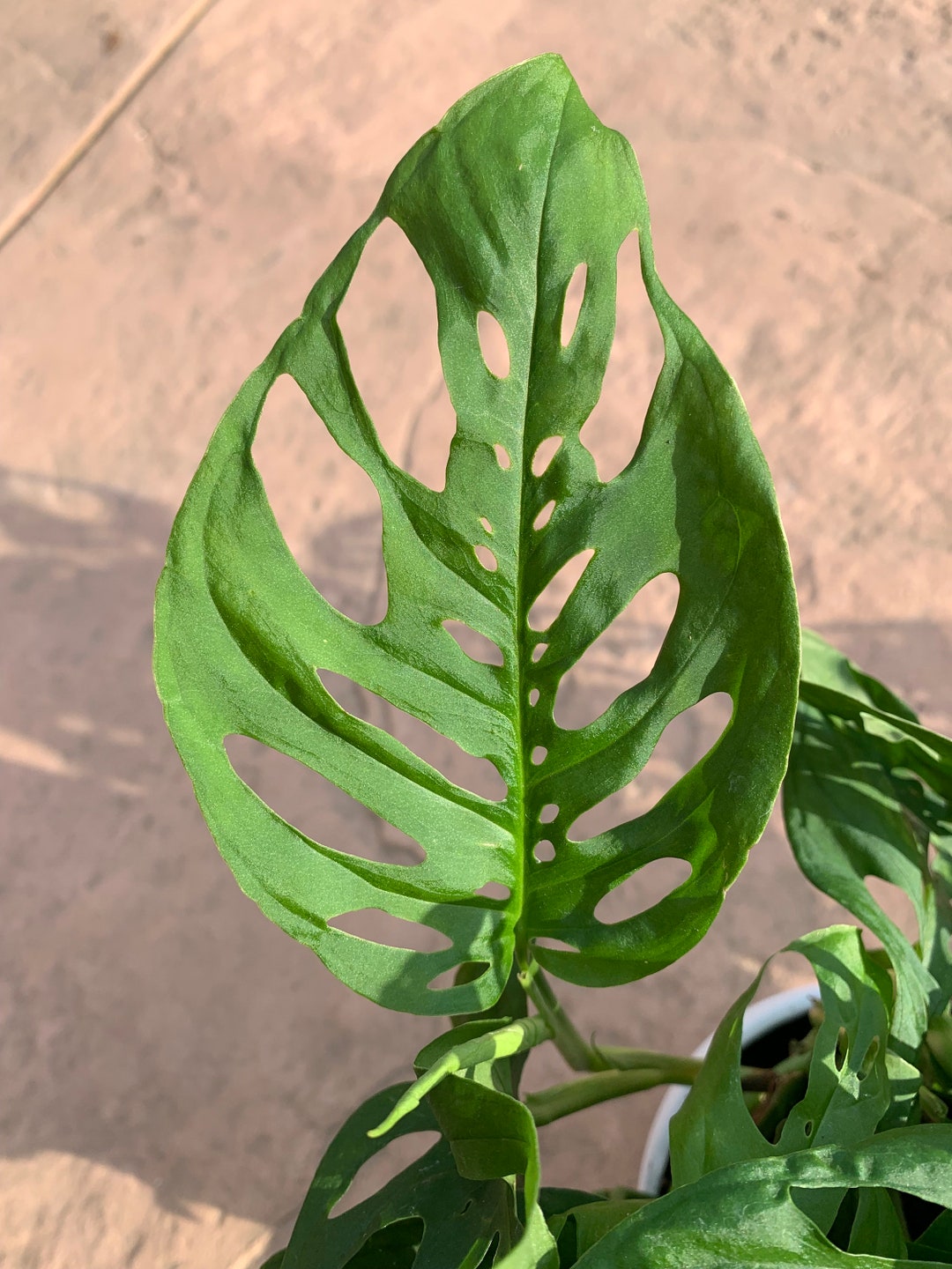 Swiss Cheese Plant Monstera Adansonii Houseplant 3pack or Single Leaf