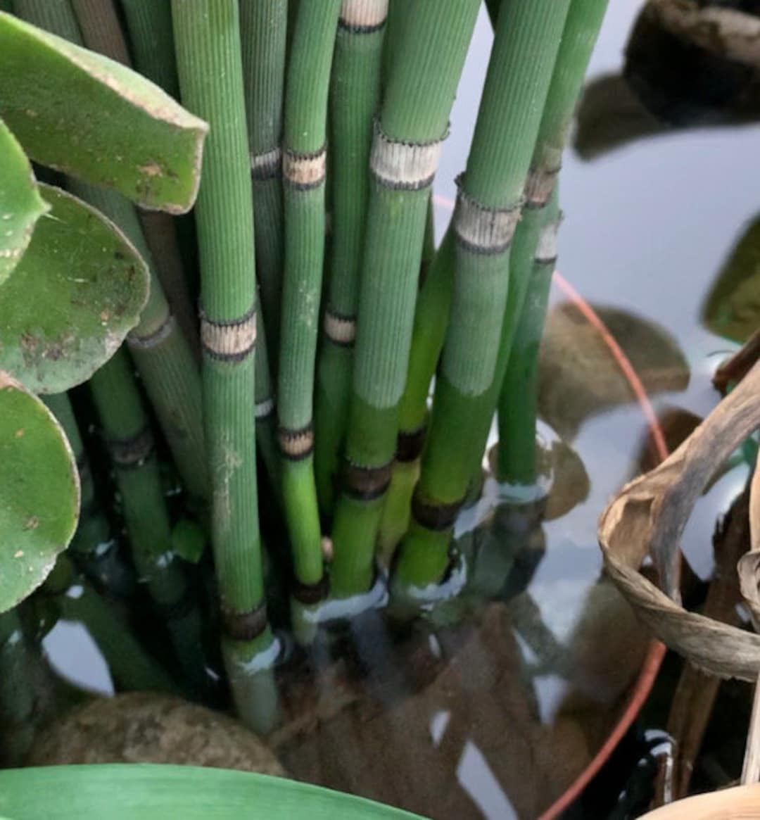 Horsetail Reed, Water Garden, Pond Plants 4 Rooted 4 Pack Etsy