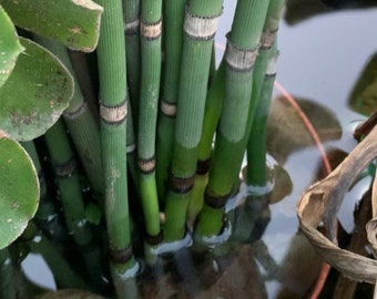 Horsetail Reed, Water Garden, Pond Plants (4) Rooted!- 4 pack