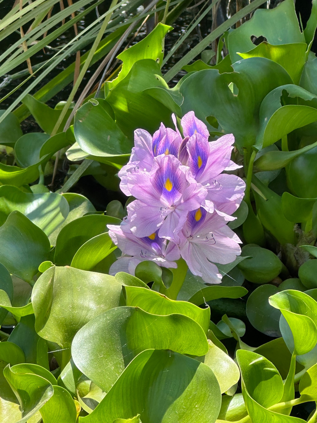 Water Hyacinth for Ponds, Water Gardens, Aquariums. 4pack Live ROOTED