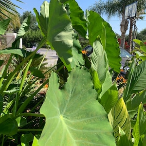 Elephant Ear Bulbs 3-pack- Sprouted Pond Plants, Water Garden, Colocasia
