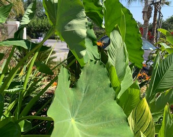 Elephant Ear Bulbs 3-pack- Sprouted Pond Plants, Water Garden, Colocasia