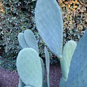 Prickly Pear Nopales Cactus (2 large pads)