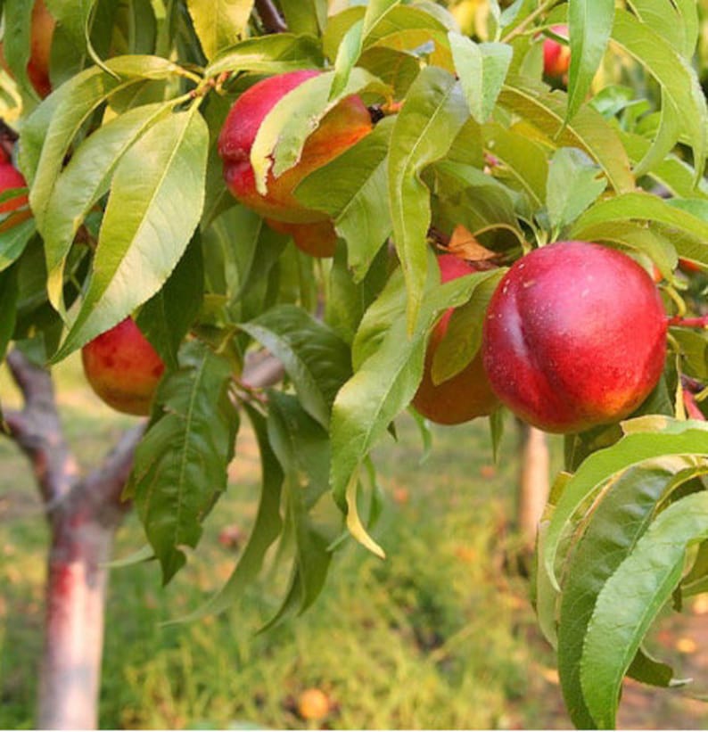 Dwarf White Nectarine Tree 3 Cuttings/scions 3 Pack Etsy