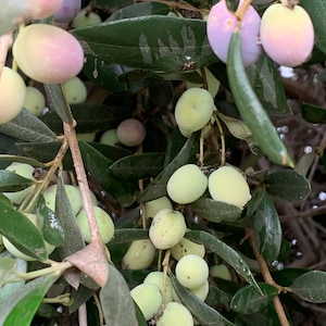 Olive Trees (2) One Year-old Seedlings (rooted)- 2 pack