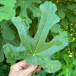 Fig Tree Leaves- 16 pack! Fresh Natural Organic Fig Leaves for Cooking and Tea