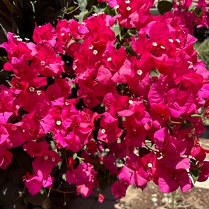 Bougainvillea Cuttings- 5 pack! Hot Pink Fuschia