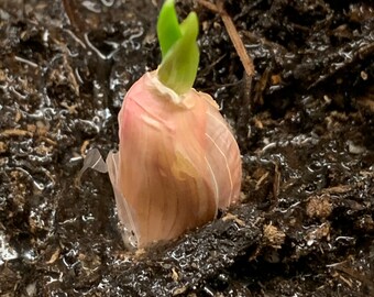 BULK PACK Garlic Plants (Rooted/Sprouted!) Bulbs 15-pack! Edible Plants, Water Garden, Herb Garden, Kitchen Garden! Ready to plant!