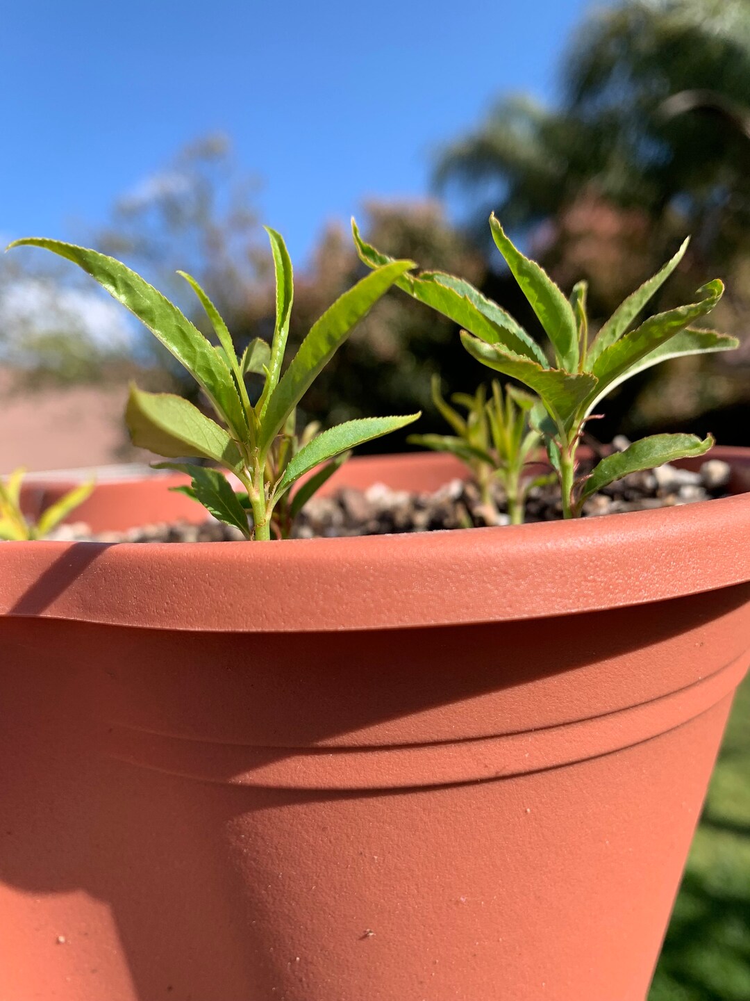 2 Dwarf White Nectarine And/or Dwarf White Peach Seedling Trees 2pack