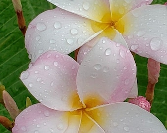 Pink Hawaiian Plumeria Cutting! Gorgeous Pink DOUBLE-TIP Fragrant cuttings! Slaughter Pink! Frangipani