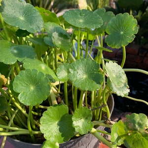 Marsh Pennywort for Ponds, Water Gardens, Aquariums. Live ROOTED 4-pack of PLANTS! Hydrocotyle Araliaceae