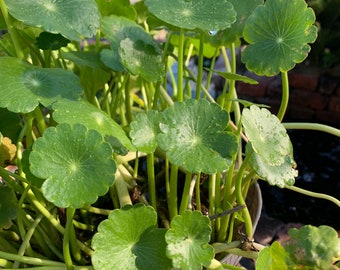 Marsh Pennywort for Ponds, Water Gardens, Aquariums. Live ROOTED 4-pack of PLANTS! Hydrocotyle Araliaceae