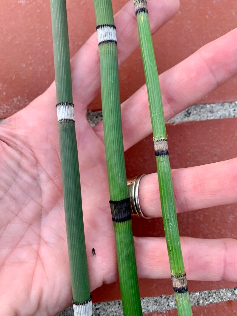 Horsetail Reed Water Garden Pond Plants 4 Rooted 4 Pack Etsy