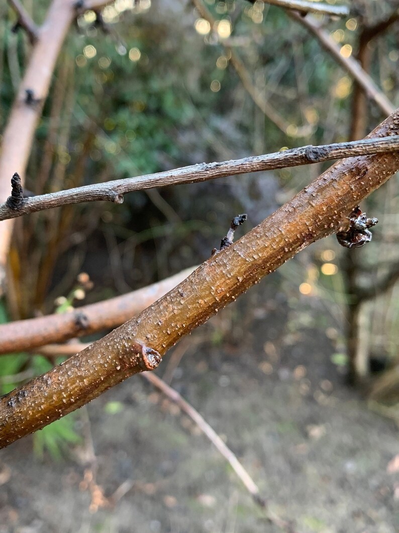 Dwarf White Nectarine Tree 3 Cuttings/scions 3 Pack Etsy
