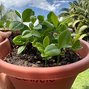 2 Lemon Trees! Seedling Trees! 2-pack!! These are live, rooted baby seedlings!!