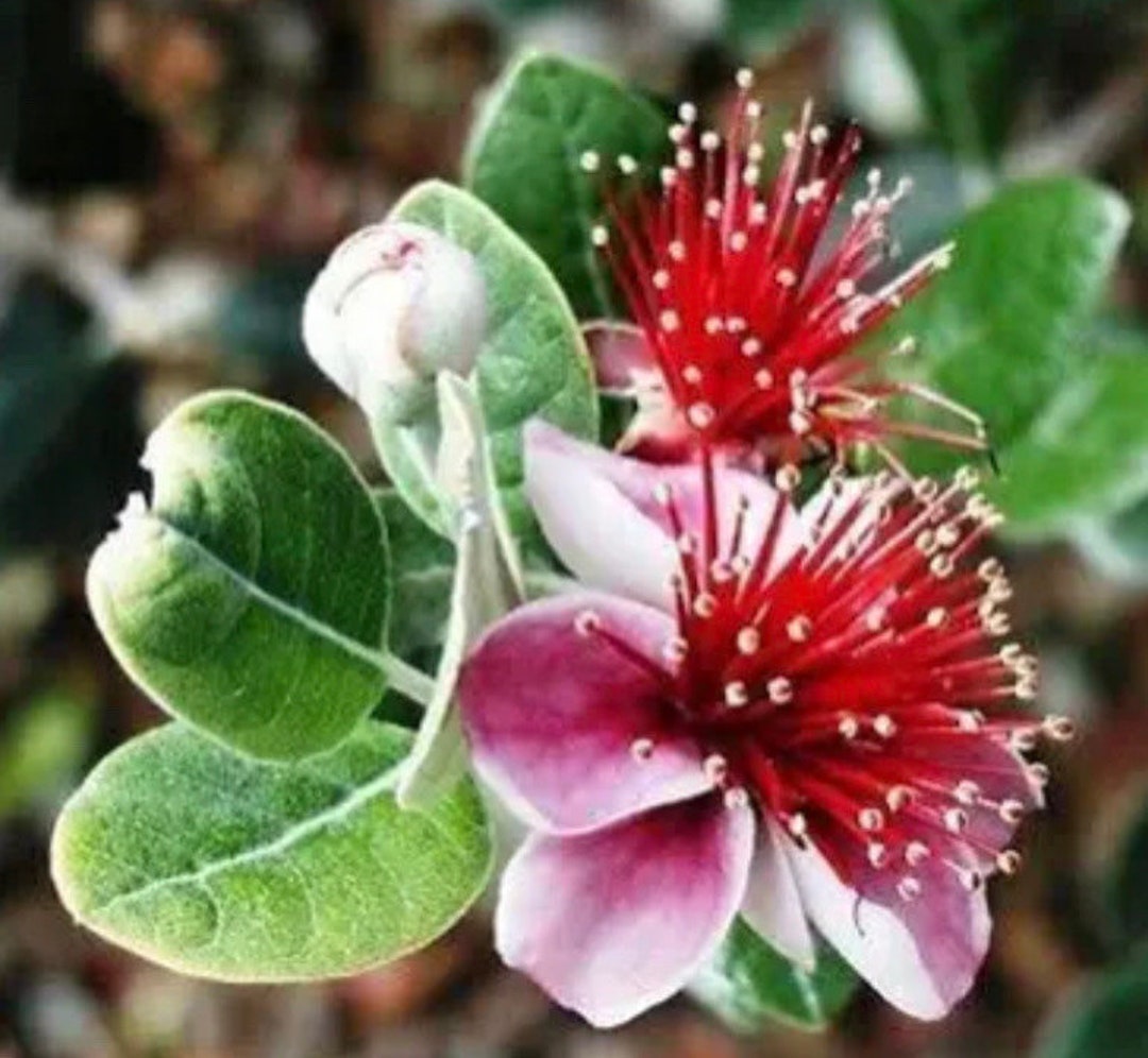 Pineapple Guava Cuttings 6 Pack Grow Your Own Pineapple Guava Fruit