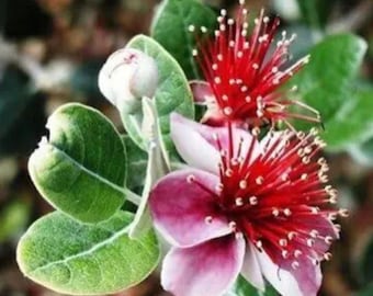 Pineapple Guava Cuttings- 5 pack! Grow Your Own Pineapple Guava Fruit Plants Bush
