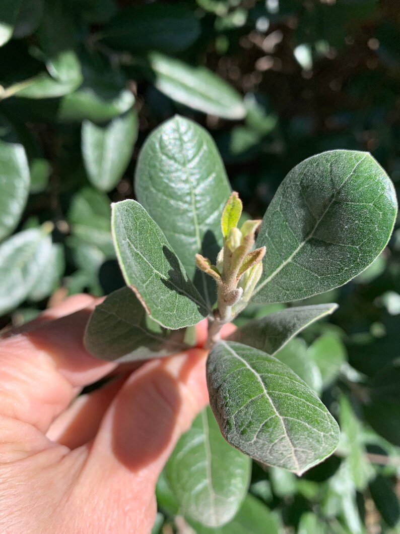 Pineapple Guava Cuttings 6 Pack Grow Your Own Pineapple Etsy