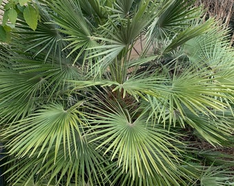 European Fan Palm Tree (2-pack), Dwarf Cold-Hardy Patio Tropical Palm Tree