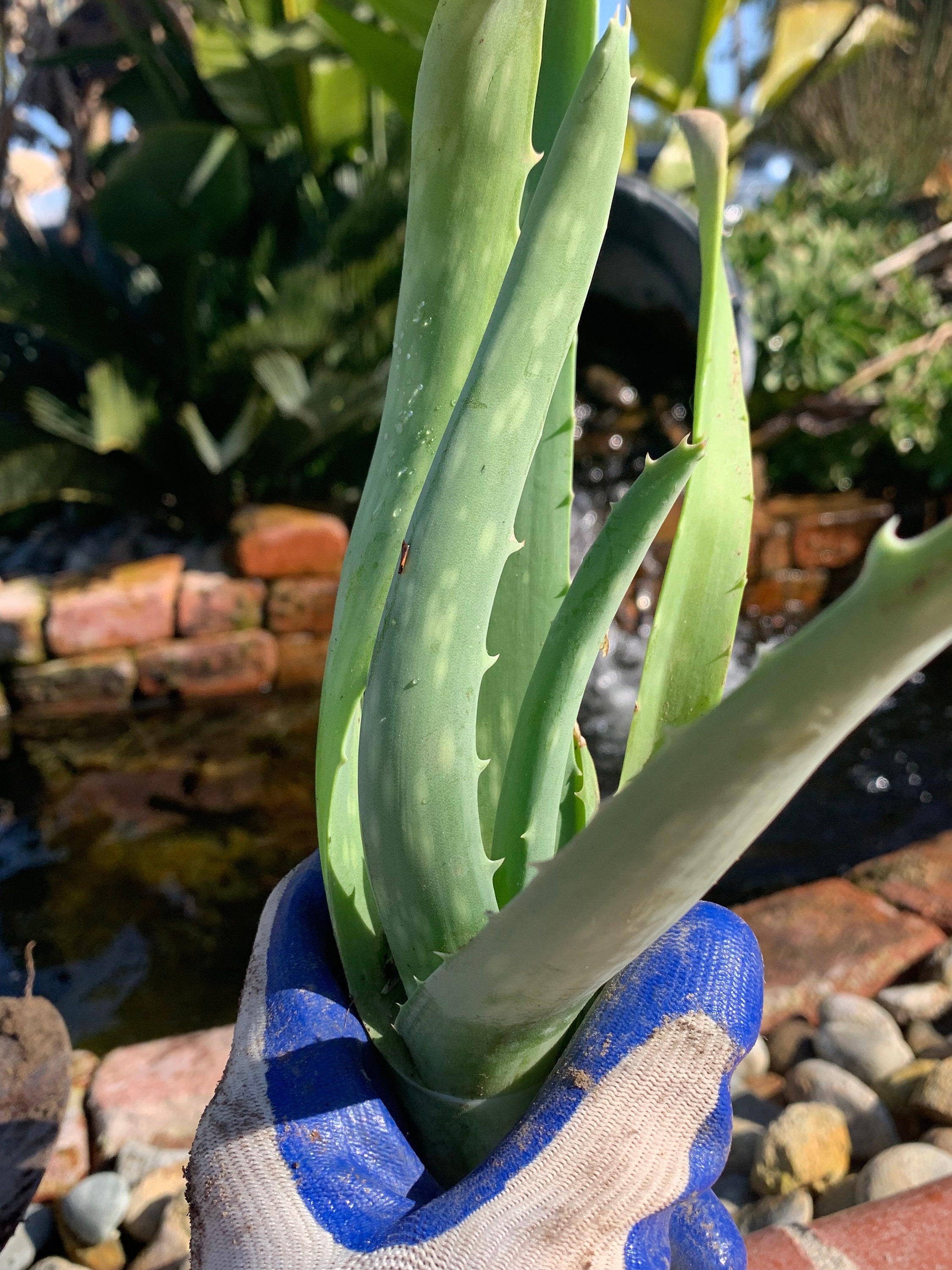 Aloe Vera Plant in 8 Inch Pot 