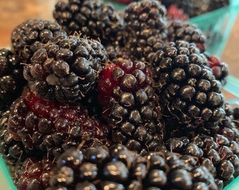 May include: A collection of fresh blackberries with deep black and dark purple drupelets. The berries are clustered together, showing their textured, bumpy surfaces and rounded shapes. Some berries display a slight reddish hue near the base.