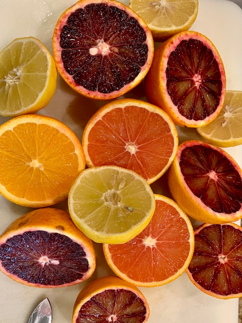 Orange Cuttings Navel Orange Cara Cara Orange Blood Orange Etsy