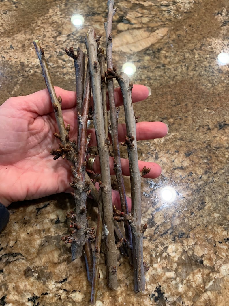 Cherry Tree 3 Cuttings/scions 3 Pack Etsy