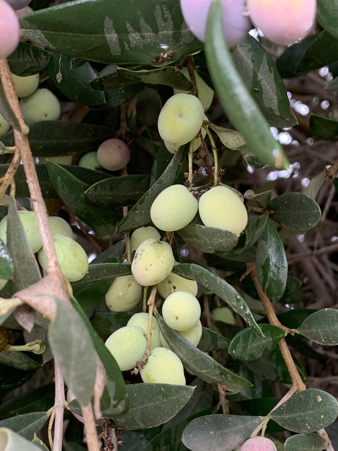 Olive Tree Seeds/pits 15 Pack of Seeds Grow Your Own Trees Etsy