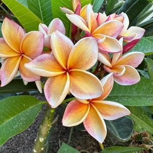 Plumeria Cutting! Gorgeous Pink Yellow White Fragrant cuttings! Pink Yellow Plumeria! Frangipani Hawaiian Leis Mystery color!