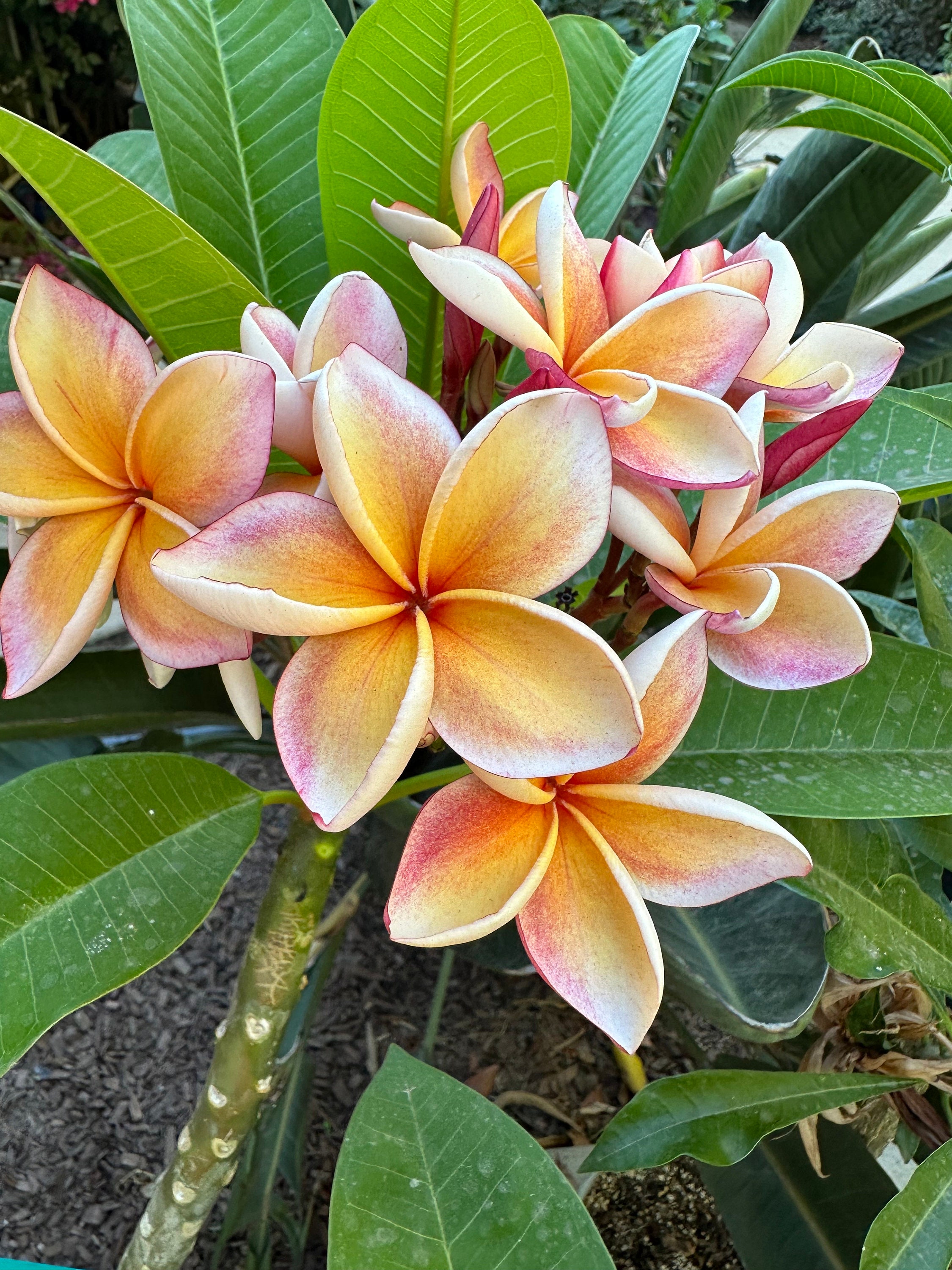 ヘザーブラウン　ジクレー　Yellow Plumeria 虹の下の愛-キャンバス上のジクレー-ヘザーブラウンアート