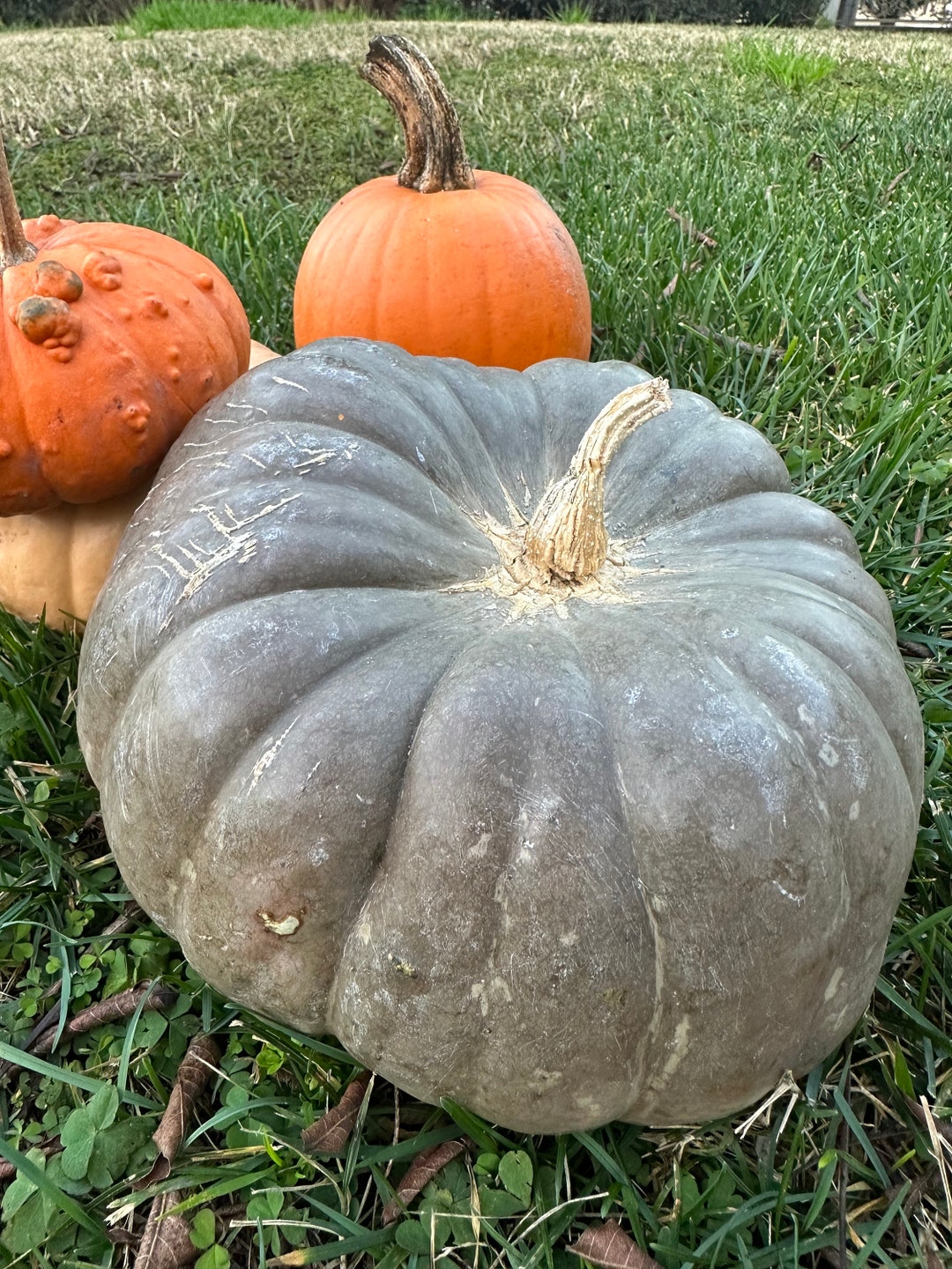 BULK Mix BLUE and YELLOW Fairytale Pumpkin Seeds 20 Total 10 Each Plus