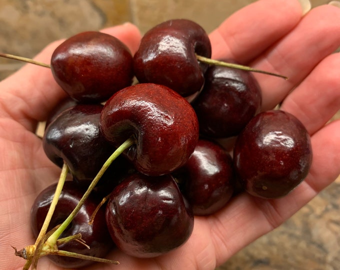 BULK Fruit Tree Cuttings Variety 15 Pack Get 3 of Each Cherry, Peach