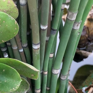 Horsetail Reed, Water Garden, Pond Plants (4) Rooted!- 4 pack