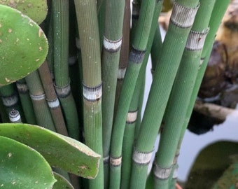 Horsetail Reed, Water Garden, Pond Plants (4) Rooted!- 4 pack